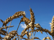 Kornähren vor blauem Himmel