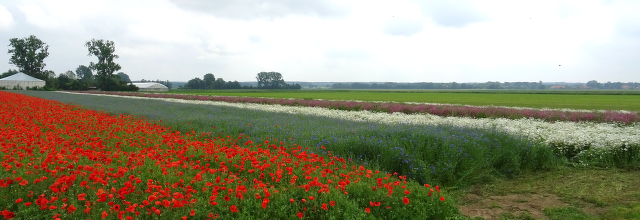 WildblumenAnbauflaechen